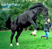 Ich bin Falco, ein Pferd.