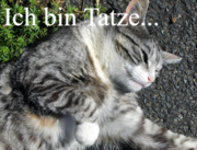 Ich bin Tatze die Katze. 