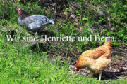 Wir sind Henriette und Berta, zwei Hühner.