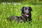 Ich bin Django, ein schwarzer Hütehund.